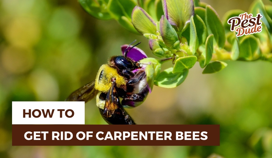 how to get rid of carpenter bees