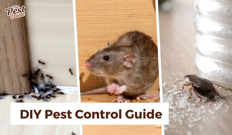 DIY Pest Control Guide for Homeowners | The Pest Dude