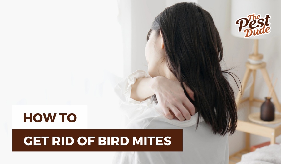 How To Get Rid of Bird Mites in Your House The Pest Dude