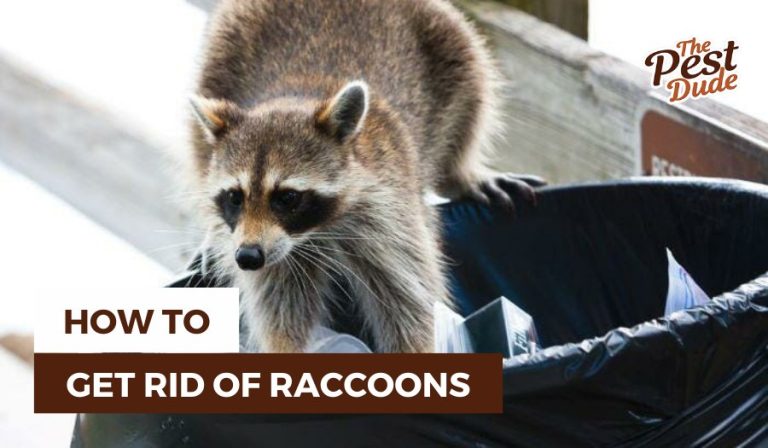 How To Get Rid Of Raccoons For Good A Complete Guide 2024 The Pest How To Get Rid Of Raccoons 768x448 