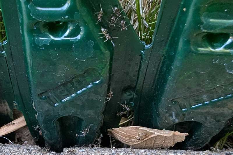 Ants in garden