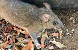 What Should I Bait a Rat Trap With? The Pest Dude