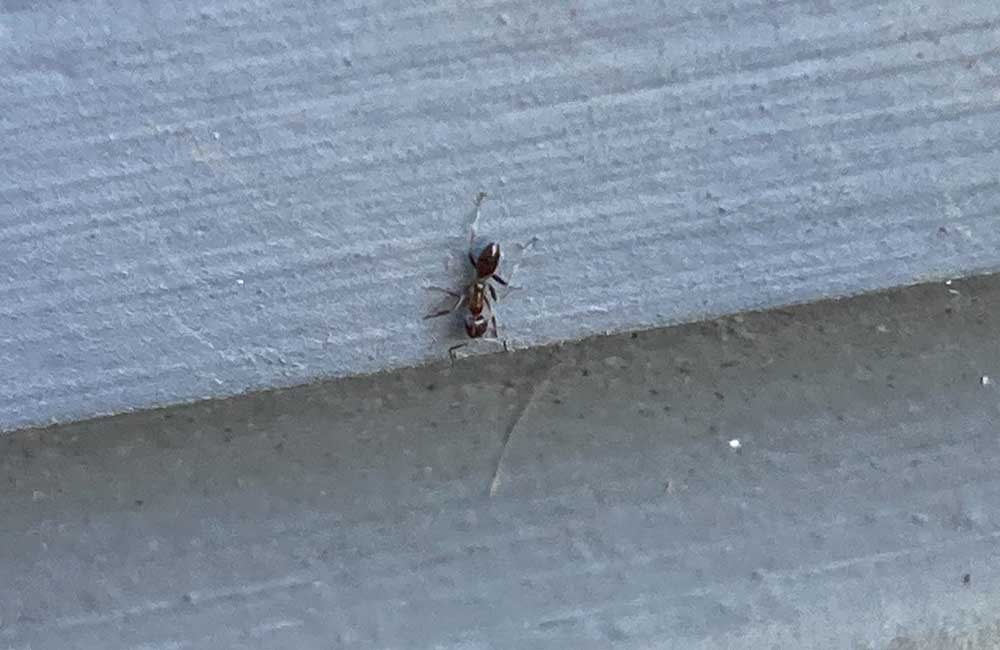 ant-on-wall