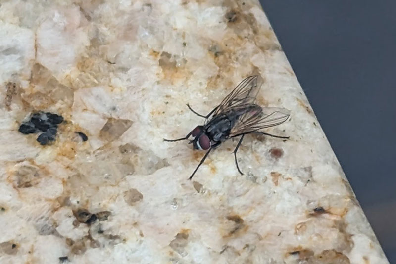 housefly on countertop
