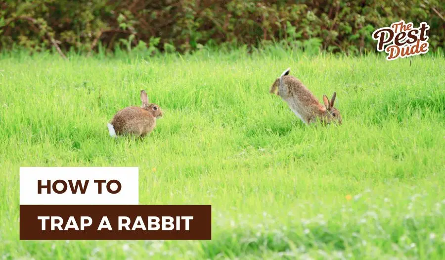 how to trap a rabbit
