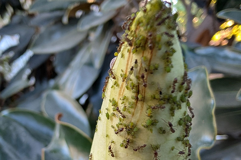 Ants on Hibiscus