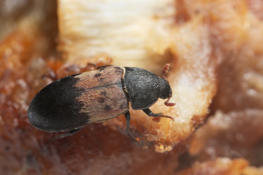 larder beetle