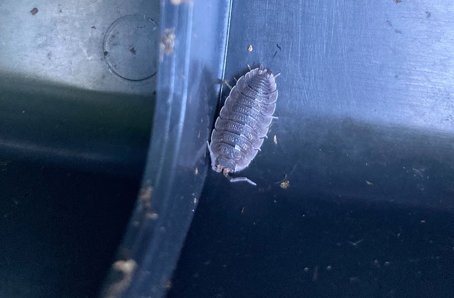 roly poly bug
