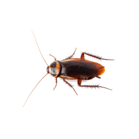 cockroach cockroach no bg