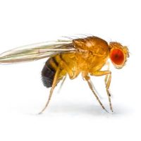 Fruit fly fruit fly